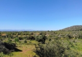 House with land for sale on España, Felanitx, ref: TR287729 photo