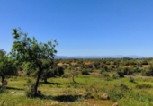House with land for sale on España, Felanitx, ref: TR287729 photo