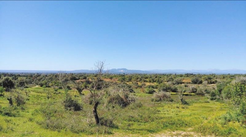 Illes Balears - Felanitx - 23000m2