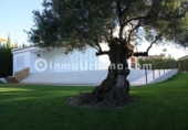 Chalet independiente con terreno en venta en la España, Monforte del Cid, ref: TR243861 foto