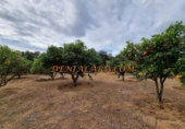 Sòl urbà en venda a la España, Dénia, ref.: TR203779 foto