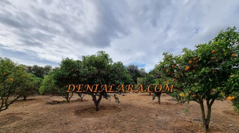 Alicante - Denia - 2499m2