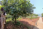 Отдельно стоящий дом с участком на продажу в городе Ciutadella de Menorca Фото
