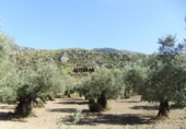 Detached villa with land for sale on España, Bunyola, ref: TR136047 photo