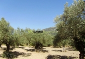 Detached villa with land for sale on España, Bunyola, ref: TR136047 photo