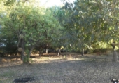 Chalet independiente con terreno en venta en la España, els Poblets, ref: TR270493 foto