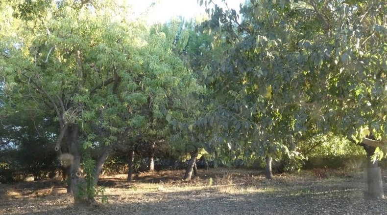 Valencia - Fuente la Higuera - 11000m2