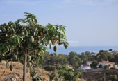 Land suitable for development for sale on España, Vélez-Málaga, ref: TR169113 photo