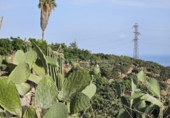 Land suitable for development for sale on España, Vélez-Málaga, ref: TR169113 photo