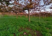 Land suitable for development for sale on España, Sanxenxo, ref: TR125606 photo