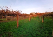 Land suitable for development for sale on España, Sanxenxo, ref: TR125606 photo