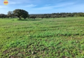 Земля на продажу у города Villanueva de los Castillejos Фото