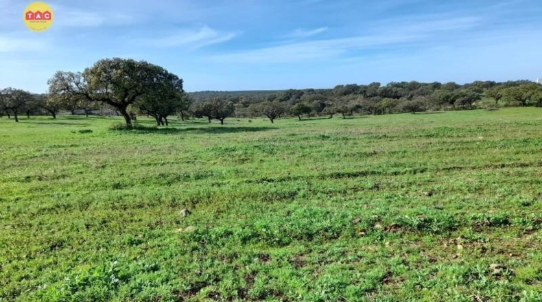 Huelva - Villanueva de los Castillejos - 1075673m2
