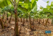 Non-developable land for sale on España, El Pueblo, ref: TR130248 photo