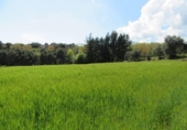 Country house with land for sale on España, Fogars de Montclús, ref: TR240351 photo