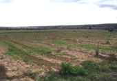 Non-developable land for sale on España, Huévar del Aljarafe, ref: TR120765 photo