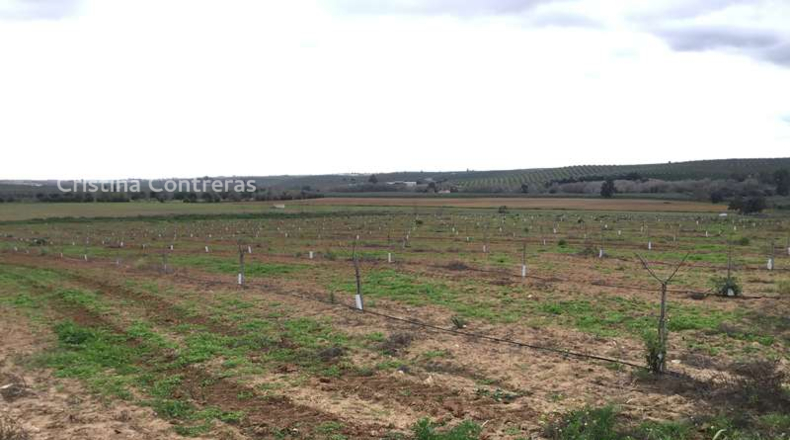 Seville - Huévar del Aljarafe - 240000m2