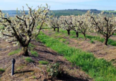 Non-developable land for sale on España, Huévar del Aljarafe, ref: TR120765 photo