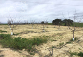 Non-developable land for sale on España, Huévar del Aljarafe, ref: TR120765 photo