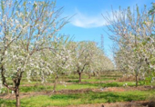 Non-developable land for sale on España, Huévar del Aljarafe, ref: TR120765 photo