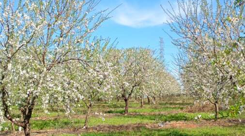 Seville - Huévar del Aljarafe - 240000m2