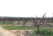 Non-developable land for sale on España, Huévar del Aljarafe, ref: TR120765 photo