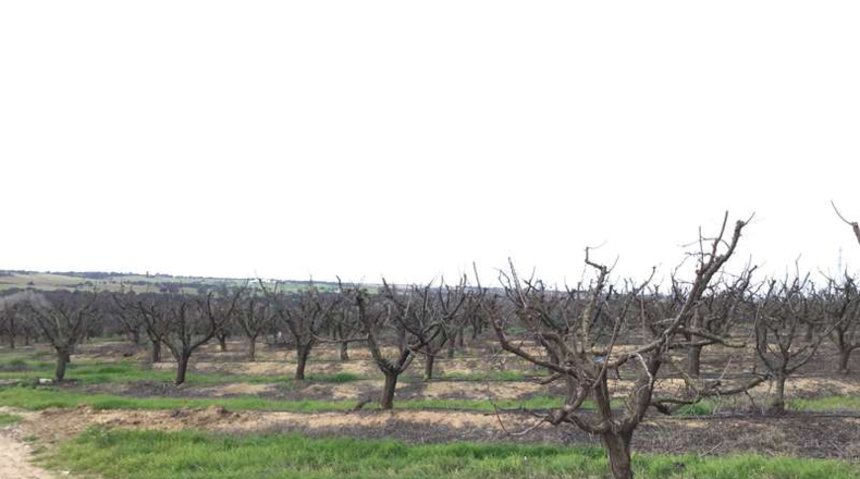 Seville - Huévar del Aljarafe - 240000m2
