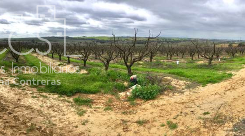 Seville - Huévar del Aljarafe - 240000m2