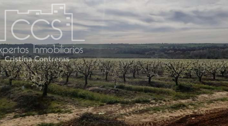 Seville - Huévar del Aljarafe - 240000m2