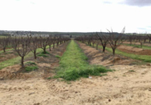 Non-developable land for sale on España, Huévar del Aljarafe, ref: TR120765 photo