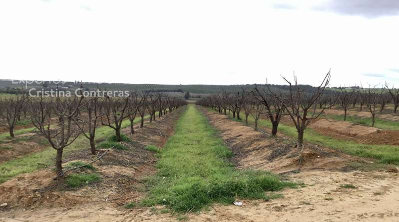Seville - Huévar del Aljarafe - 240000m2
