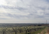 Non-developable land for sale on España, Huévar del Aljarafe, ref: TR120765 photo