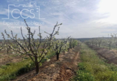 Non-developable land for sale on España, Huévar del Aljarafe, ref: TR120765 photo