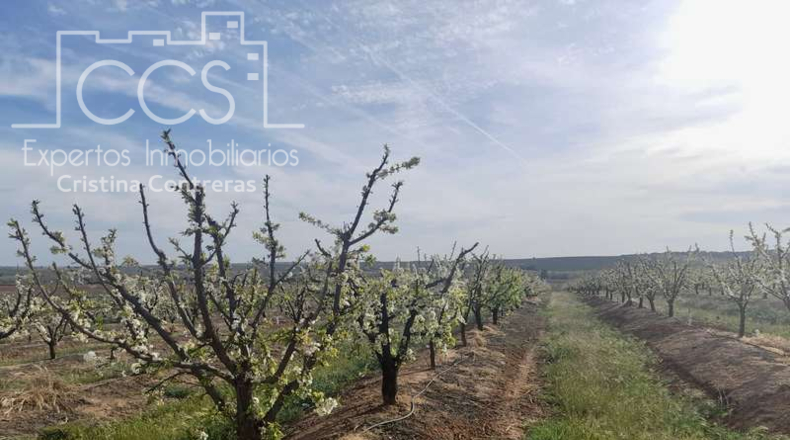 Seville - Huévar del Aljarafe - 240000m2