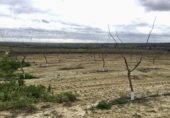 Non-developable land for sale on España, Huévar del Aljarafe, ref: TR120765 photo