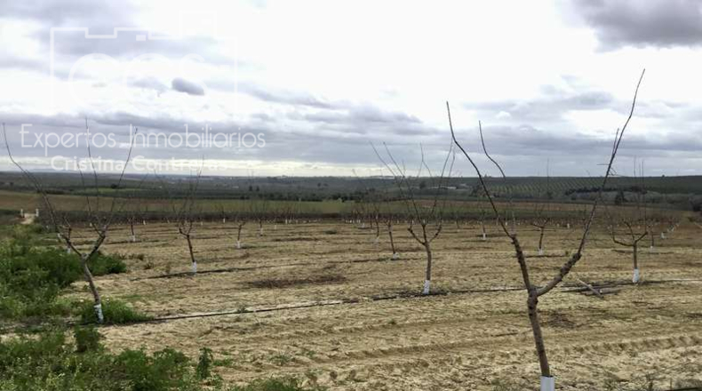 Seville - Huévar del Aljarafe - 240000m2