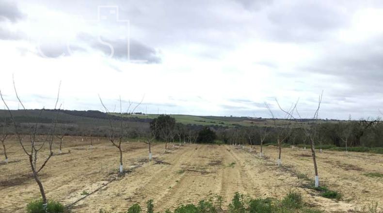 Seville - Huévar del Aljarafe - 240000m2