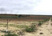 Non-developable land for sale on España, Huévar del Aljarafe, ref: TR120765 photo