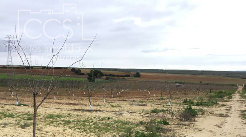 Seville - Huévar del Aljarafe - 240000m2
