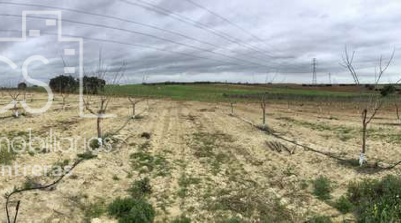 Seville - Huévar del Aljarafe - 240000m2