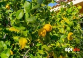 Дом с участком на продажу в городе Salou Фото
