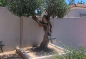 Xalet independent amb terreny en venda a la España, Palomares del Río, ref.: TR384112 foto