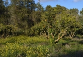 Detached villa with land for sale on España, Sant Llorenç des Cardassar, ref: TR141193 photo