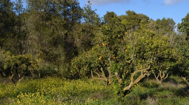 Islas Baleares - Sant Llorenç des Cardassar - 500000m2