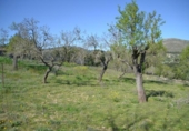 Xalet independent amb terreny en venda a la España, Sant Llorenç des Cardassar, ref.: TR135302 foto
