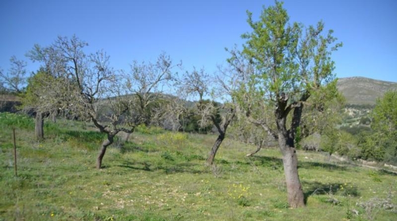 Islas Baleares - Sant Llorenç des Cardassar - 500108m2
