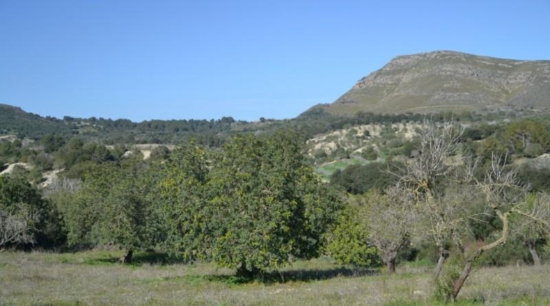 Islas Baleares - Sant Llorenç des Cardassar - 500108m2