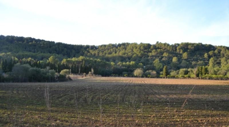 Islas Baleares - sa Pobla - 296416m2