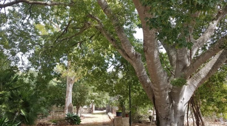 Islas Baleares - sa Pobla - 296416m2
