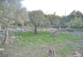 Xalet independent amb terreny en venda a la España, sa Pobla, ref.: TR135301 foto